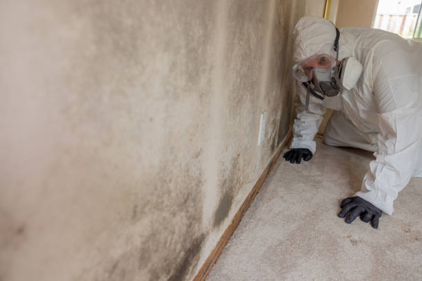 Reliable Parkside, PA Mold Removal Solutions